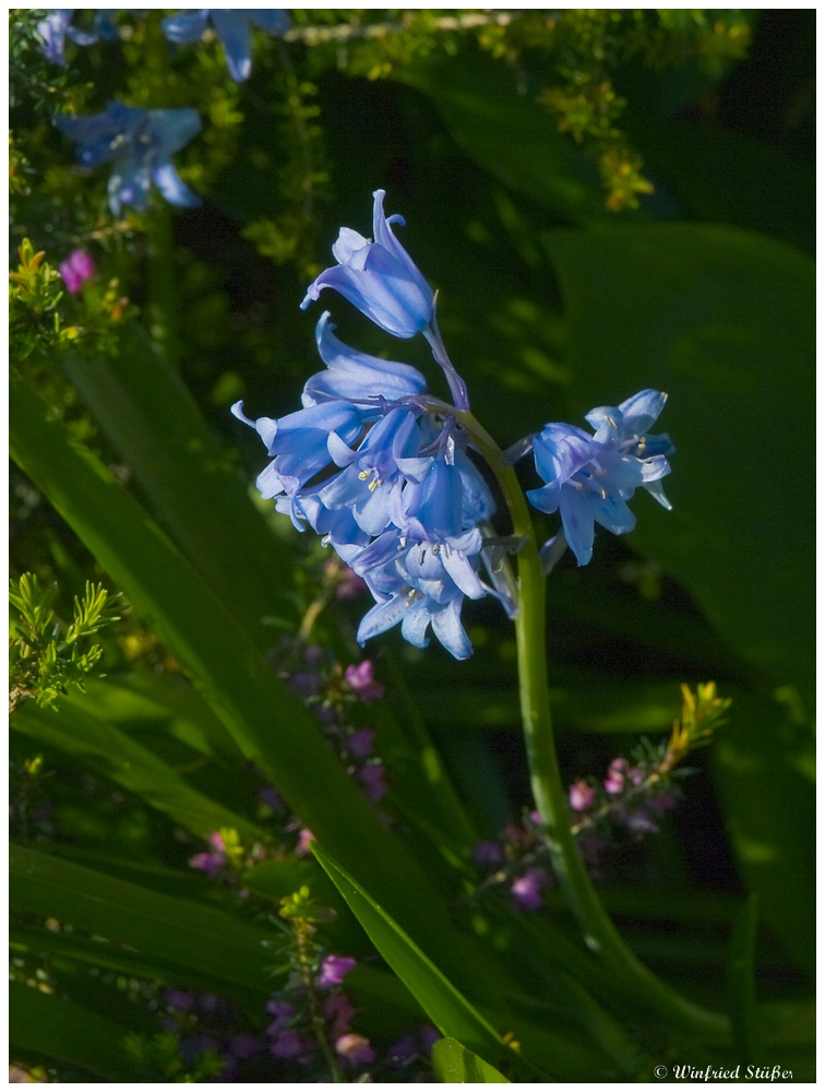 *Blaue Blume*