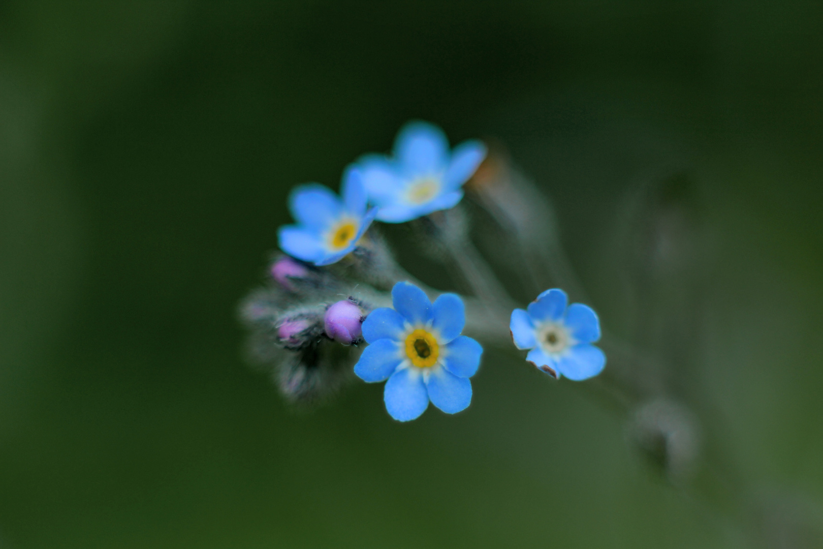 blaue Blume