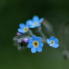 blaue Blume