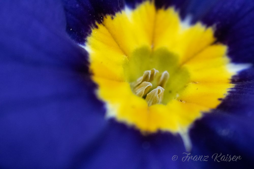 blaue-blume