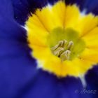 blaue-blume