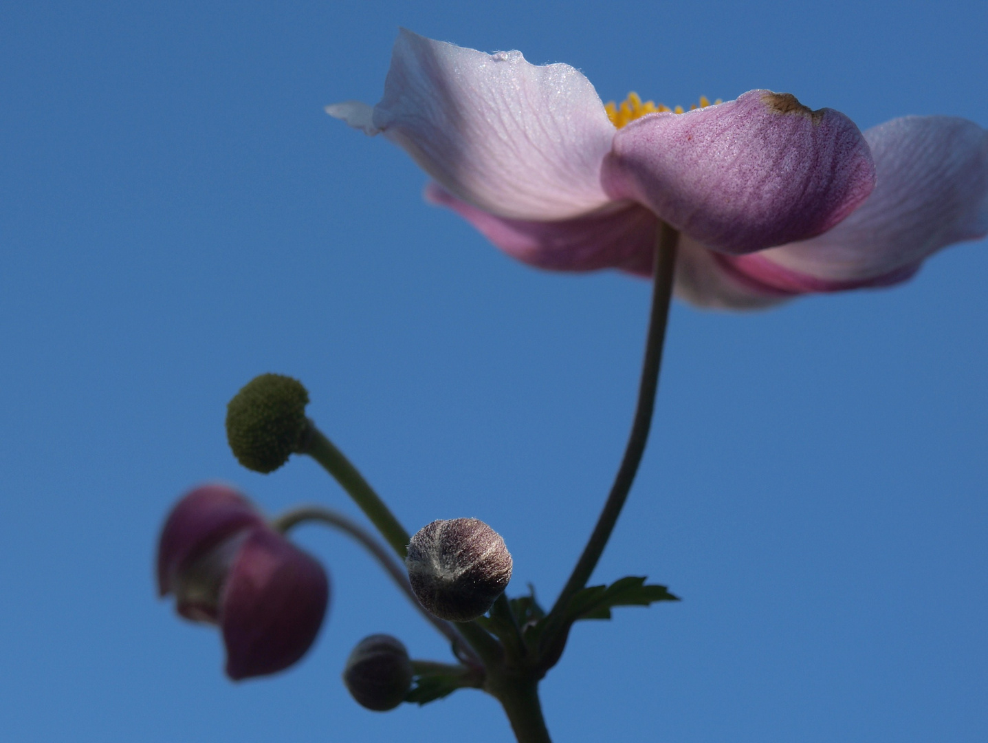 Blaue Blume