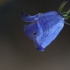 Blaue Blume am Wegesrand