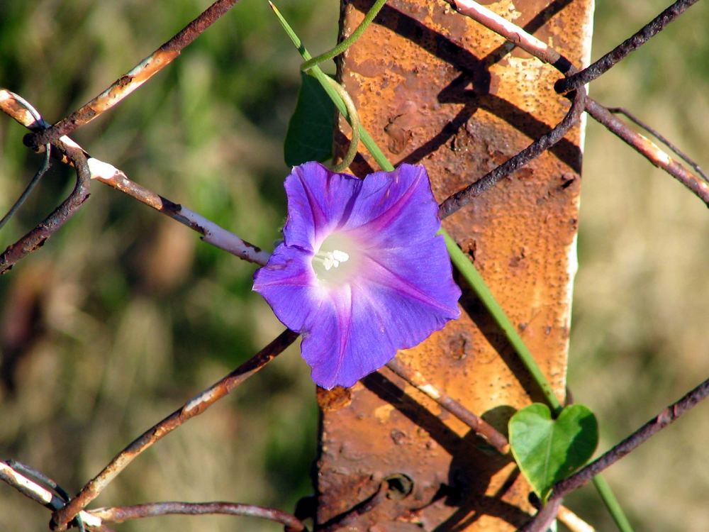 Blaue Blume am Zaun