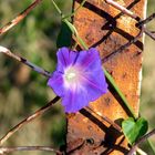 Blaue Blume am Zaun