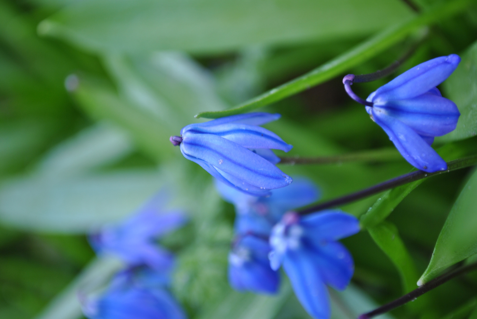 Blaue Blume