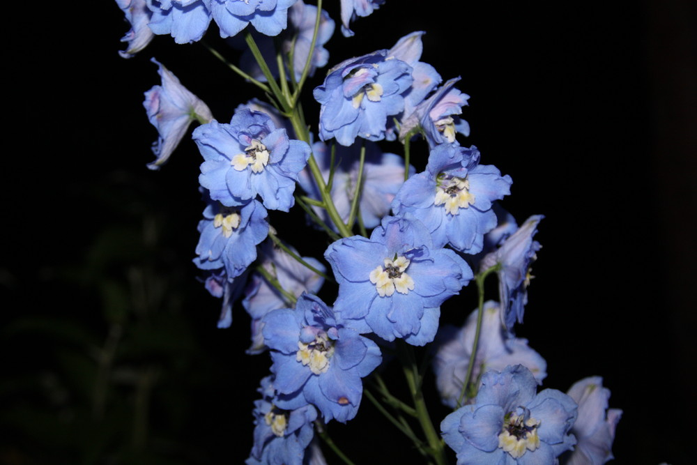 blaue Blume bei Nacht