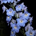 blaue Blume bei Nacht