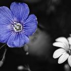 blaue Blume