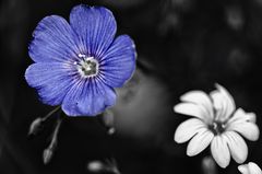 blaue Blume