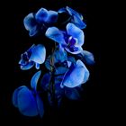 blaue blume