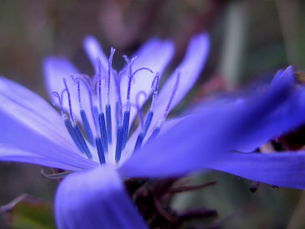 Blaue Blume