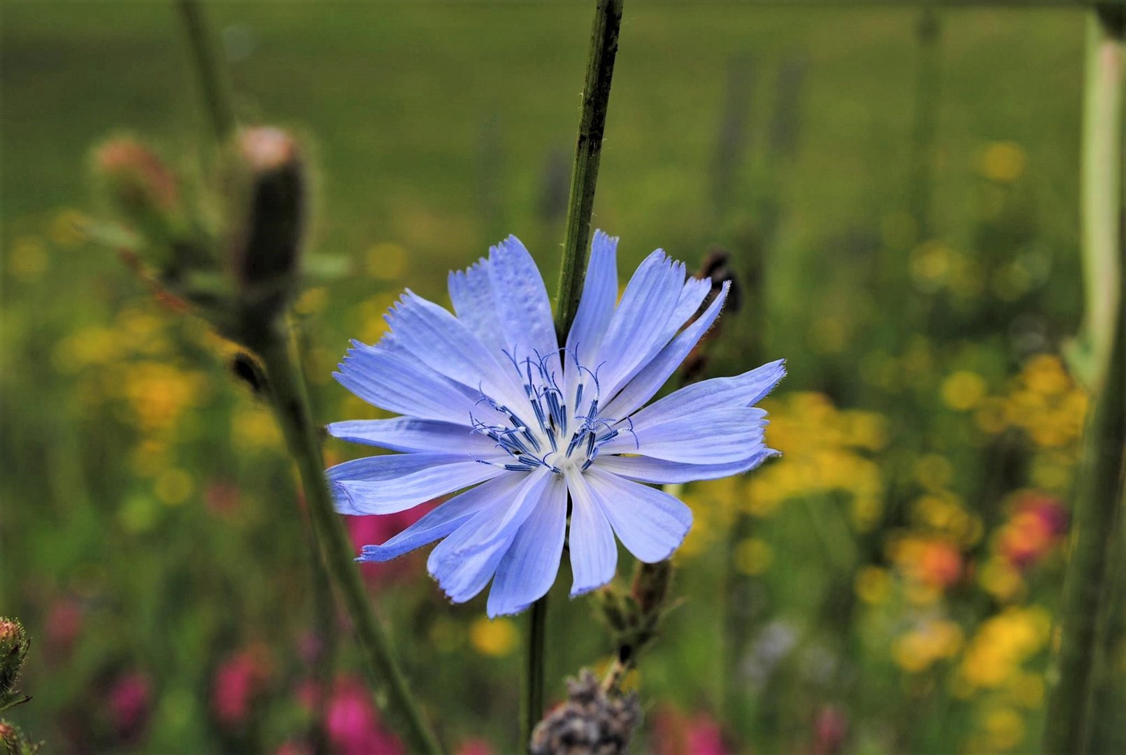blaue Blume