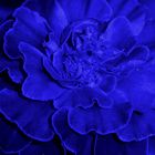 Blaue Blume