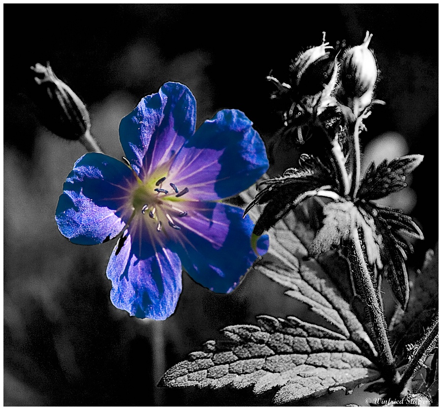 +++ Blaue Blume +++