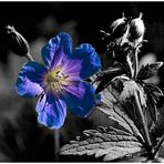 +++ Blaue Blume +++