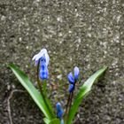 blaue Blume