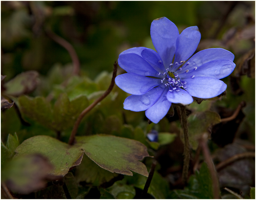 blaue Blume