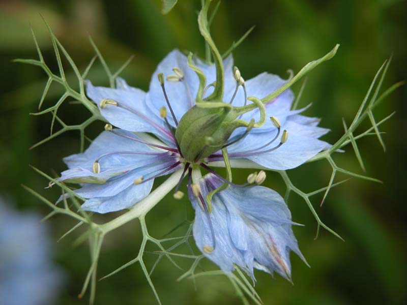 Blaue Blume