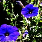 Blaue Blume