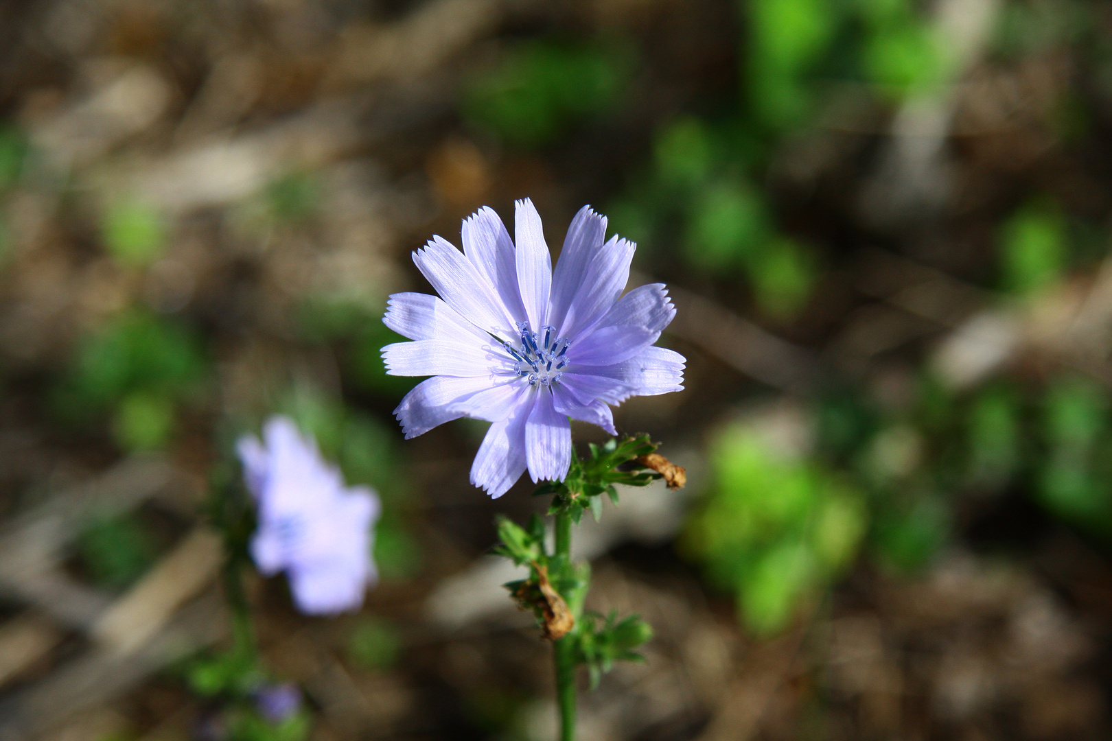 Blaue Blume