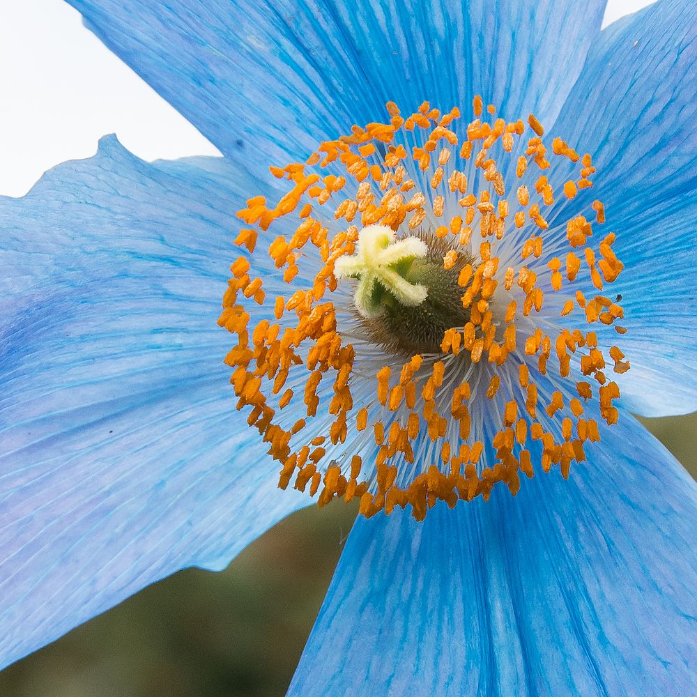 Blaue Blume hoch im Norden