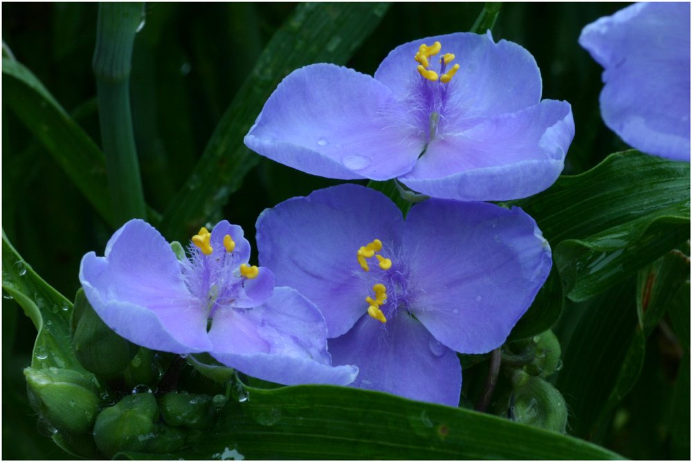 Blaue Blume I