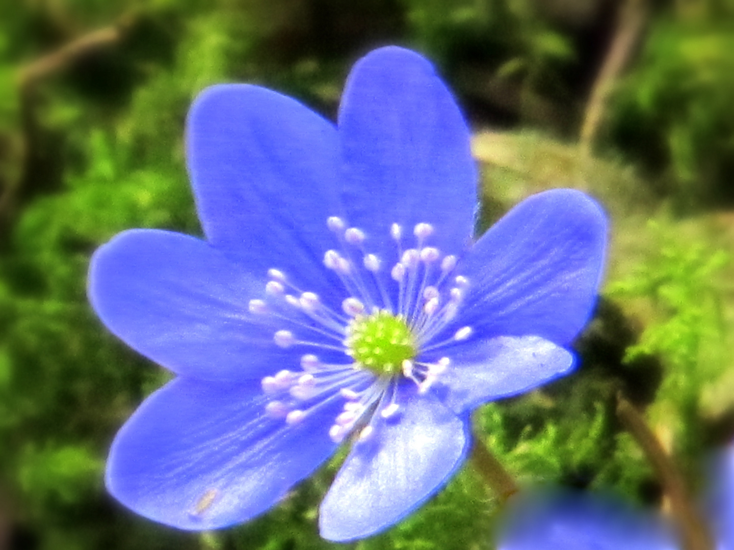 blaue Blume im grünen Forst