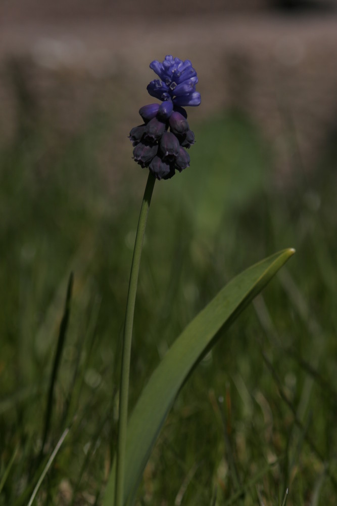 blaue Blume im Vorgarten