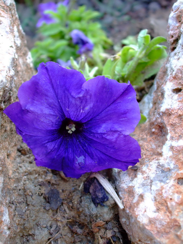 Blaue Blume in Spanien.