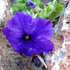 Blaue Blume in Spanien.