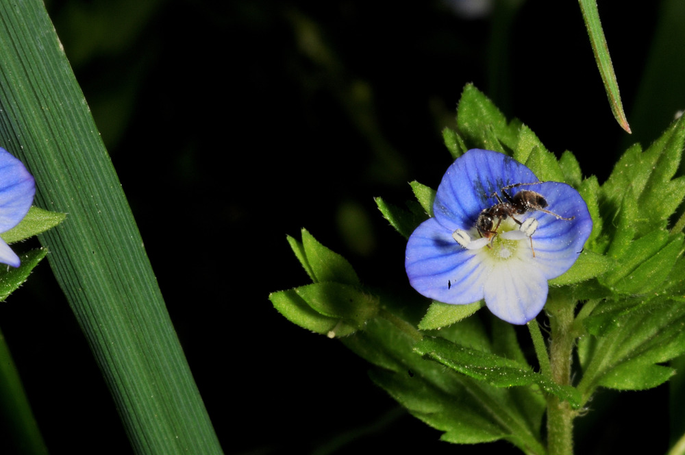 Blaue Blume mit Besuch