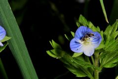 Blaue Blume mit Besuch