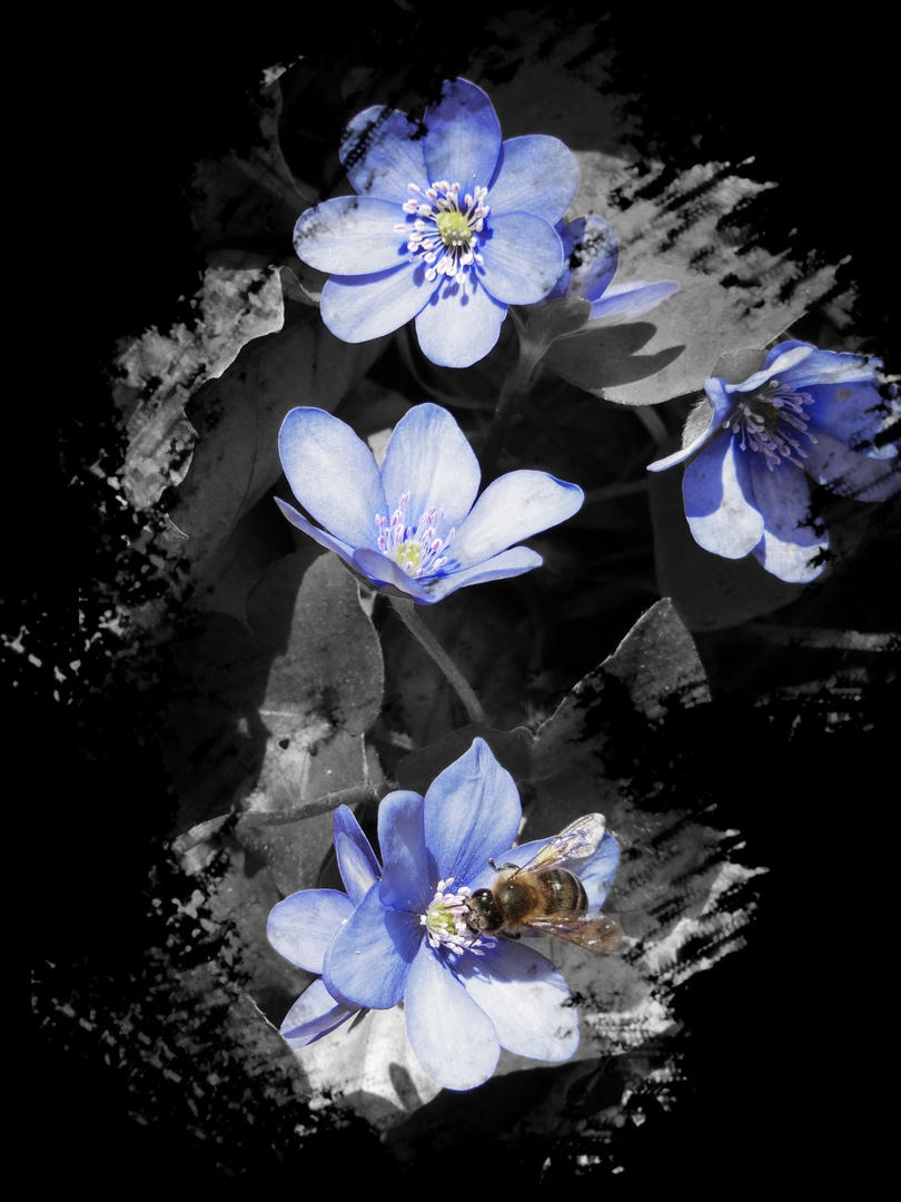 blaue Blume  mit Biene