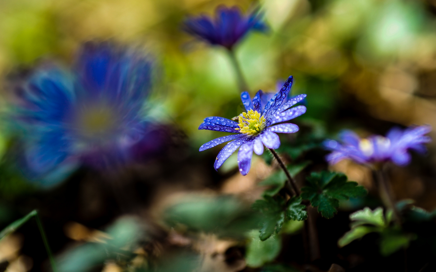 Blaue Blume mit Tau