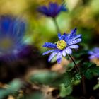 Blaue Blume mit Tau