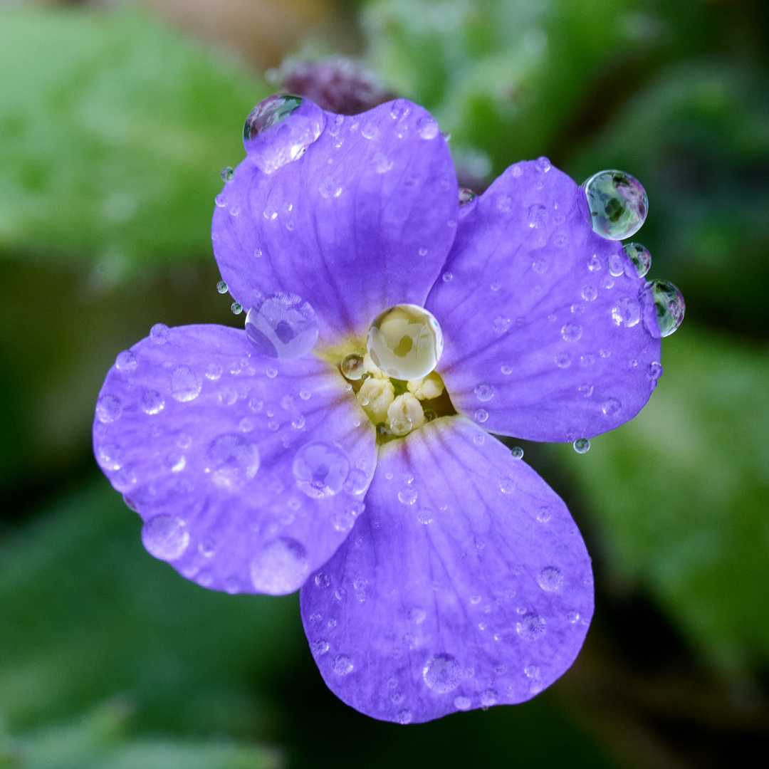 blaue Blume mit Tropfen