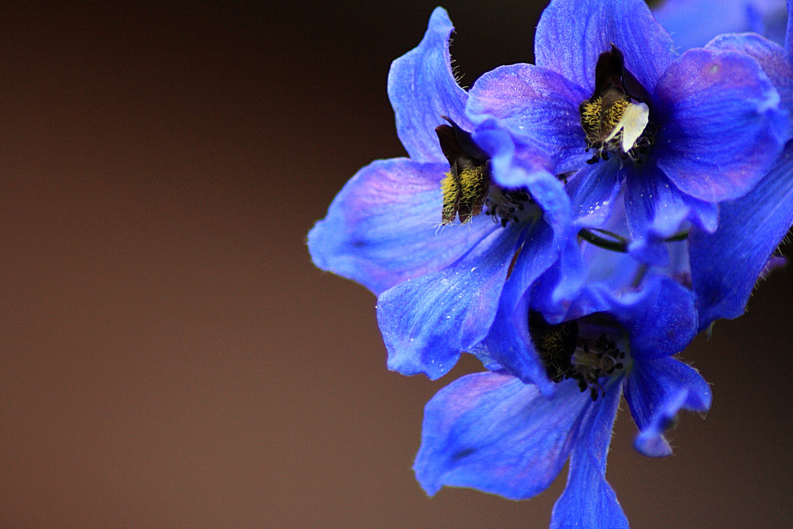 Blaue Blume ( Name unbekannt :-D