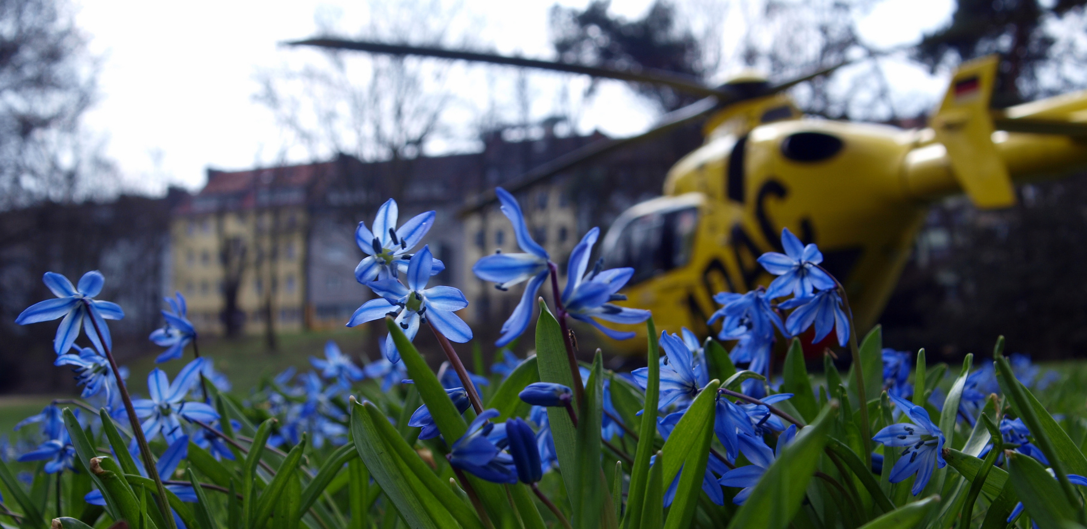 Blaue Blume und ein ADAC Hubschrauber