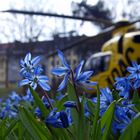 Blaue Blume und ein ADAC Hubschrauber