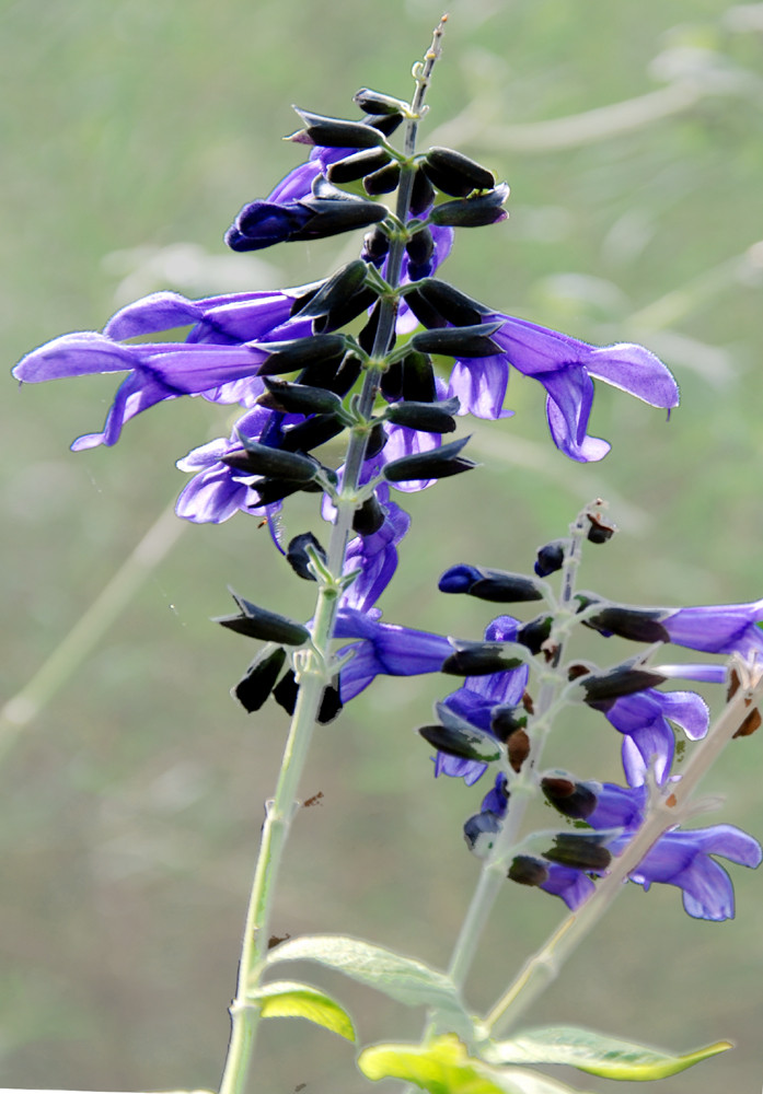 Blaue Blume von der Müllhalde