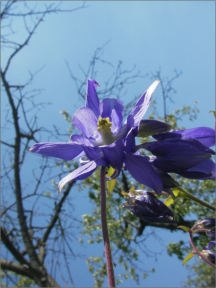 Blaue Blume vor blauem Himmel