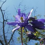 Blaue Blume vor blauem Himmel