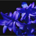 blaue Blumen