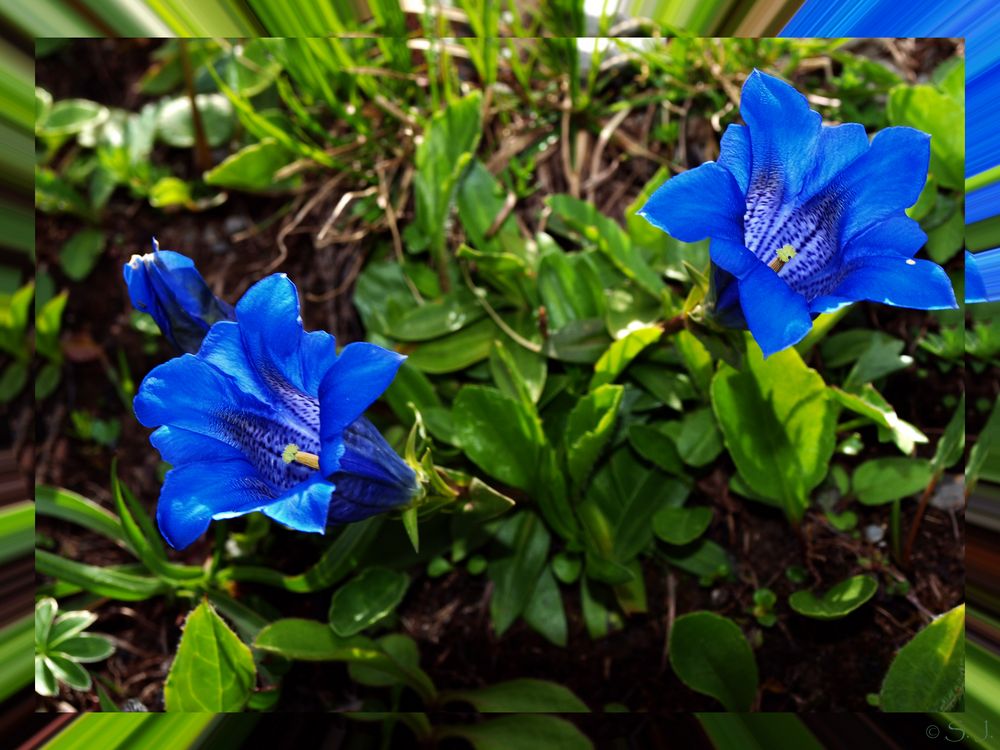 Blaue Blumen Foto & Bild jahreszeiten, sommer, s. j. Bilder auf