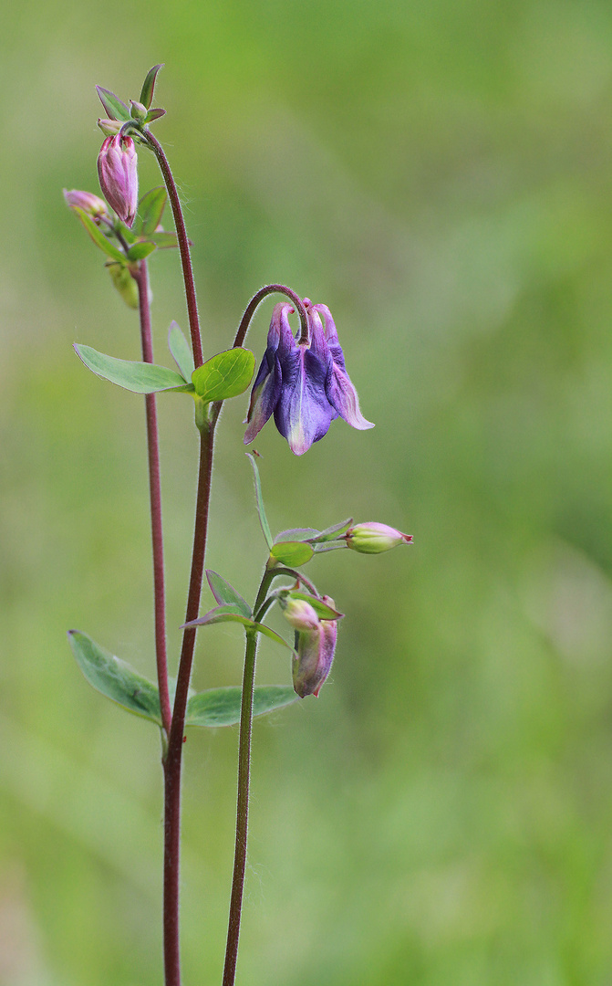 Blaue Blumen