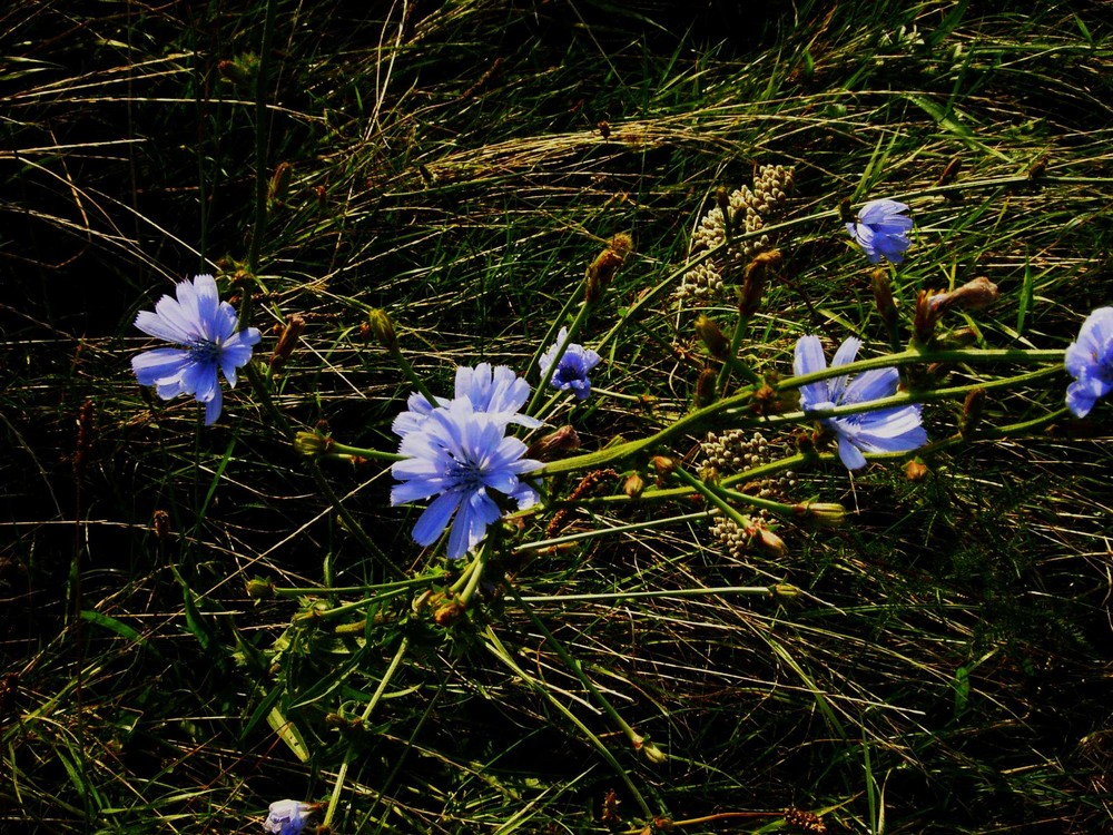 blaue blumen