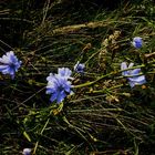 blaue blumen