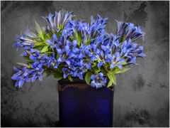 Blaue Blumen 6