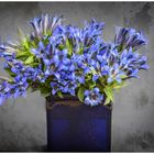 Blaue Blumen